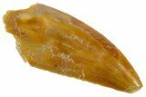 Serrated Raptor Tooth - Real Dinosaur Tooth #305550-1